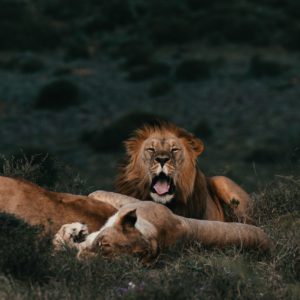 LA RÉSERVE DE BANDIA